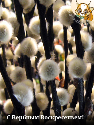 С Вербным Воскресеньем Вас!
