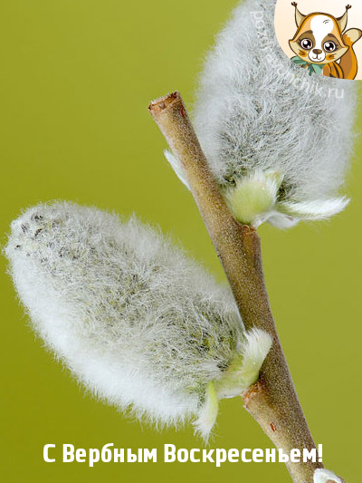 Всего Хорошего! С Вербным Воскресеньем!
