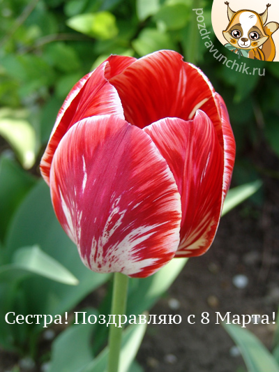 Сестра! Поздравляю с 8 Марта!