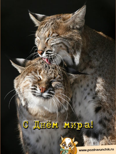 С днем мира!