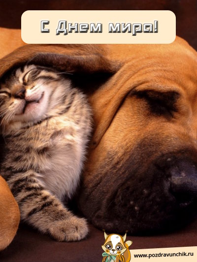 С днем мира!