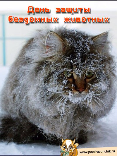 День защиты бездомных животных