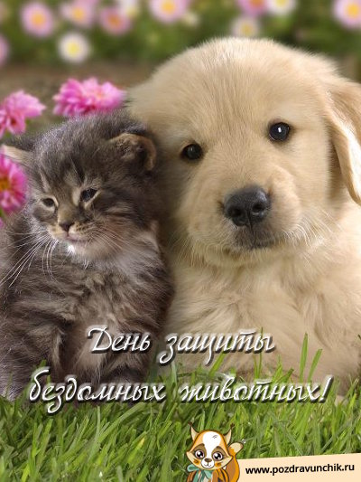 День защиты бездомных животных!
