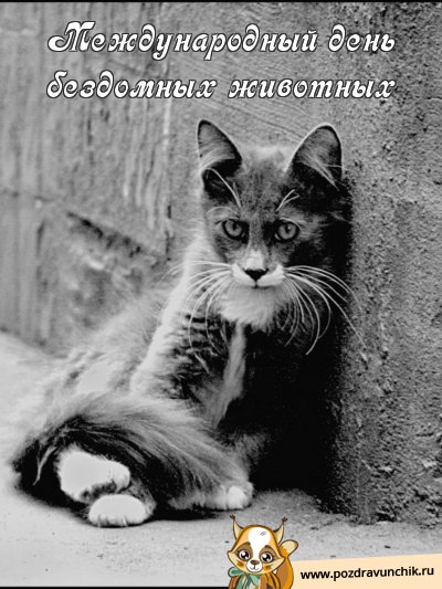 Международный день бездомных животных