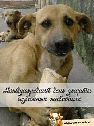 Международный день защиты бездомных животных