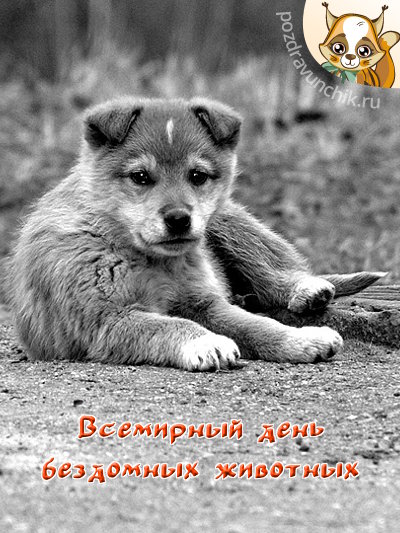 Всемирный день бездомных животных