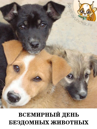 Всемирный день бездомных животных