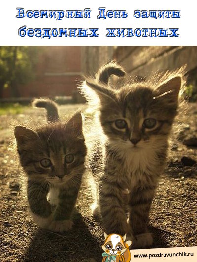 Всемирный день защиты бездомных животных